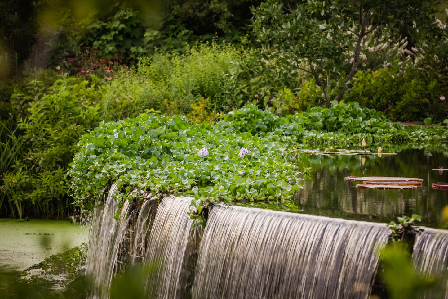 Cascading waterfall over stone ledge with lily pads and lush greenery at Powell Gardens botanical garden near Kansas City Missouri