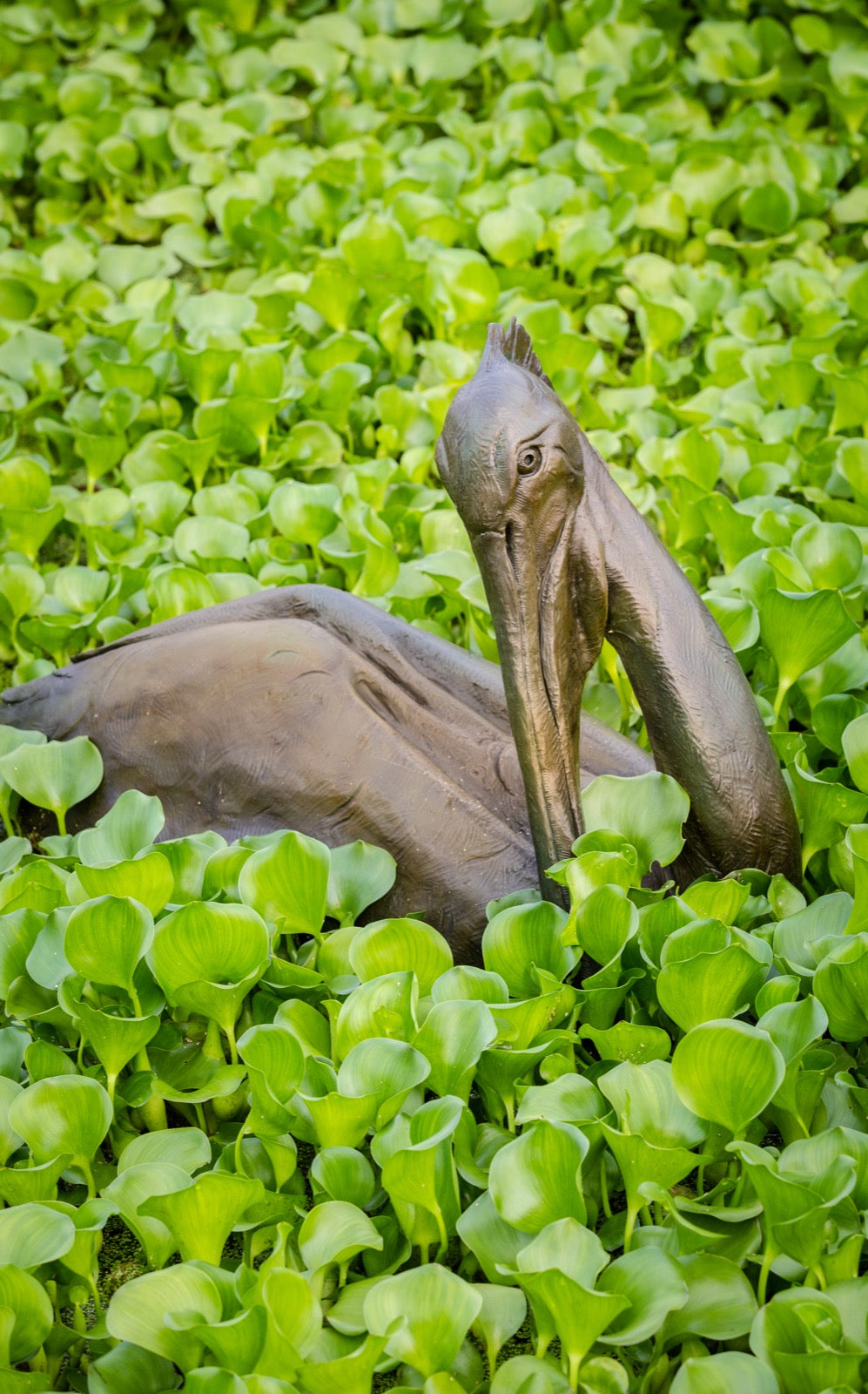Pelican resting among bright green water hyacinth at Powell Gardens botanical garden near Kansas City Missouri