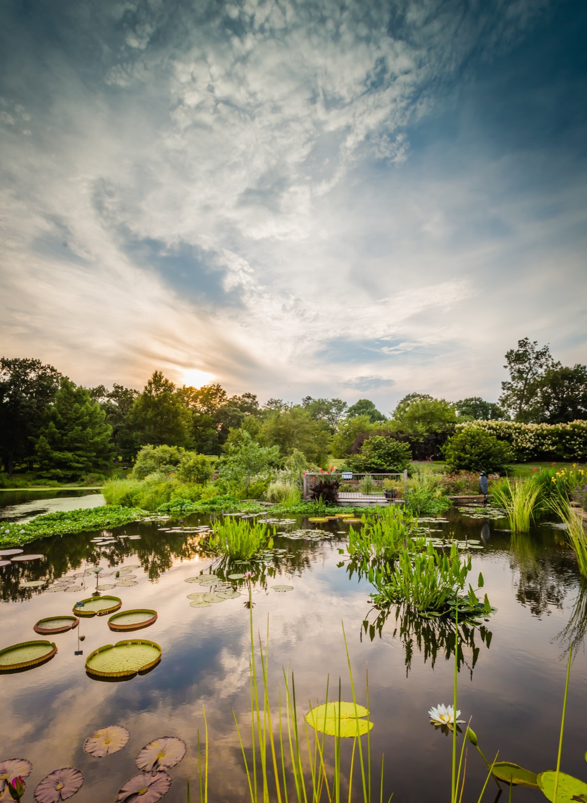 Lily pond with giant Victoria water lily pads and dramatic sunset sky at Powell Gardens botanical garden near Kansas City Missouri