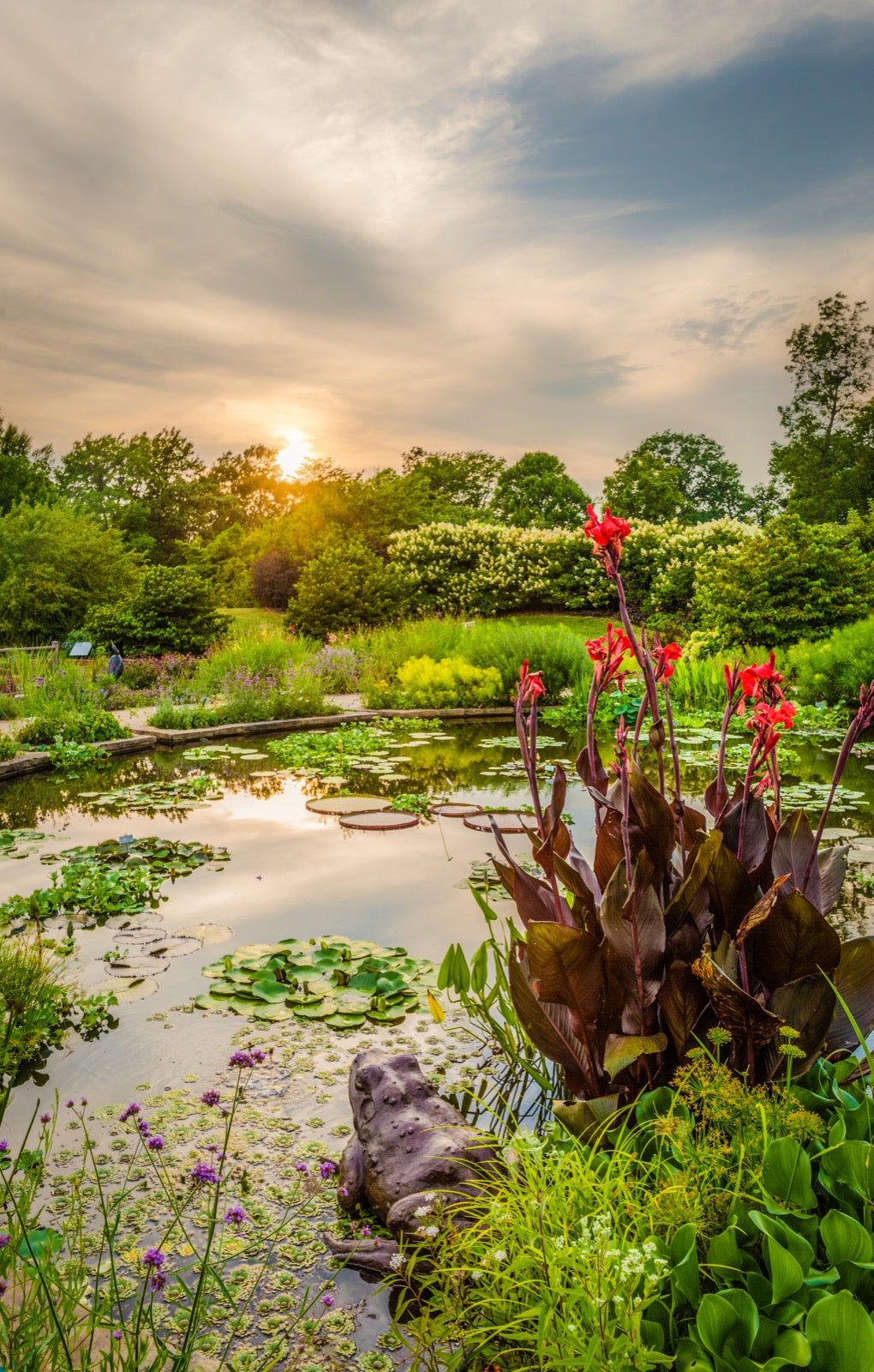 Red canna lily flowers at the edge of lily pond at sunset at Powell Gardens water garden near Kansas City Missouri